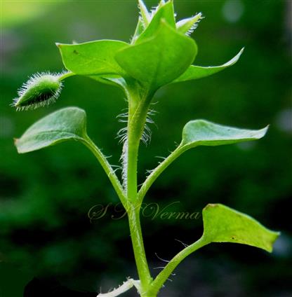  Leaves